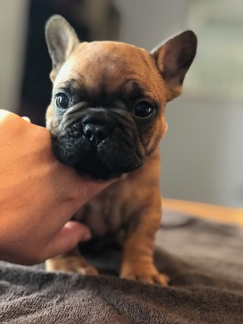 Chiot Bouledogue français Des Joyaux Bleus D'Eduareme